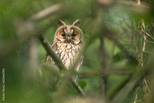 Obraz na płótnie Close up of young long eared owl (Asio otus) gazing by big eyes from dense branch deep in crown. Wildlife tranquil portrait of bird in natural habitat background. w salonie