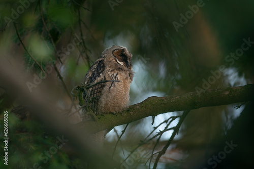 Obraz na płótnie Close up of young long eared owl (Asio otus) sitting and sleeping on dense branch deep in crown. Wildlife tranquil portrait of bird in natural habitat background. w salonie