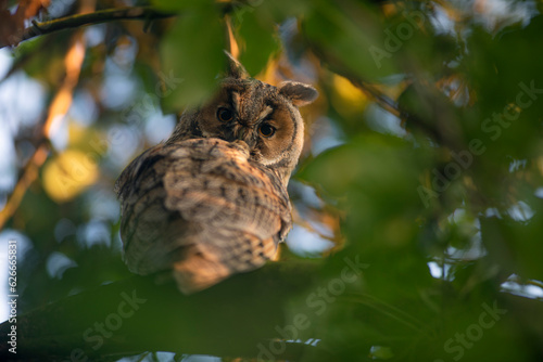 Obraz na płótnie Close up of young long eared owl (Asio otus) gazing by big eyes from dense branch deep in crown. Wildlife tranquil portrait of bird in natural habitat background. w salonie
