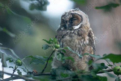 Obraz na płótnie Close up of young long eared owl (Asio otus) sitting and sleeping on dense branch deep in crown. Wildlife tranquil portrait of bird in natural habitat background. w salonie