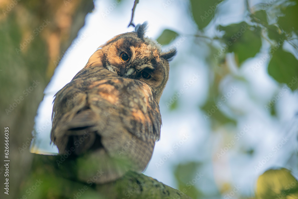 Close up of young long eared owl (Asio otus) gazing bizarrely on dense branch deep in crown. Wildlife tranquil portrait of bird in detail in natural night habitat background