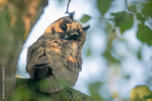 Obraz na płótnie Close up of young long eared owl (Asio otus) gazing bizarrely on dense branch deep in crown. Wildlife tranquil portrait of bird in detail in natural night habitat background w salonie