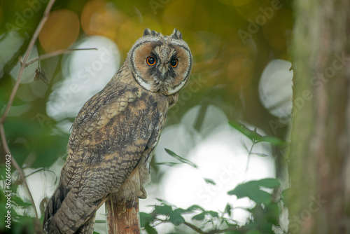 Obraz na płótnie Close up of long-eared owl (Asio otus) watching by big eyes and sitting on dense branch deep in crown. Wildlife tranquil portrait shot of bird in natural habitat background during dusk. w salonie