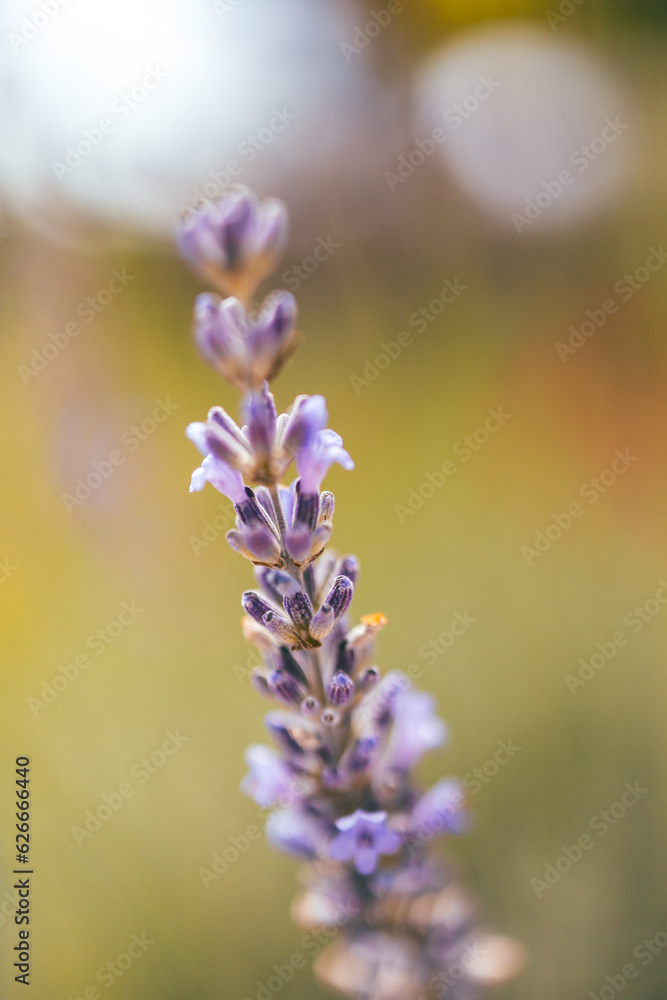 close up of lavender close up of lavender