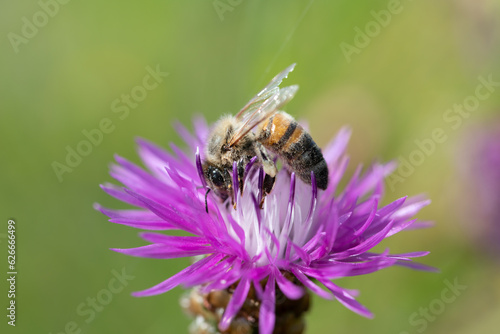 Close-up of a tiny bee sitting on a purple and white wildflower. The background is light green. The sun is shining. © leopictures