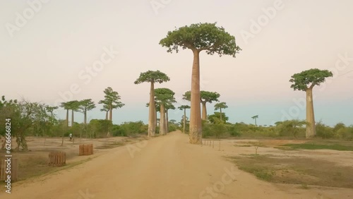 Madagascar Avenue of Baobab Trees