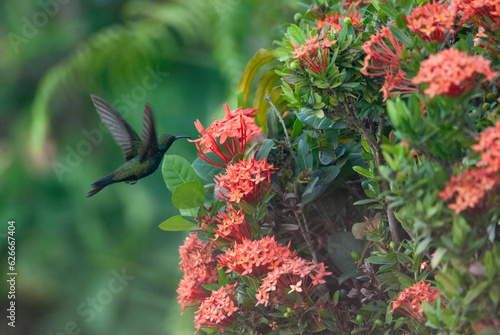 Hummingbird Hispaniolan Mango feeding on nectar photo