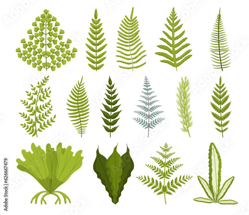 Set Of Lush, Green Fern With Delicate, Feathery Leaves. Thrives In Shady Environments And Adds A Touch Of Elegance