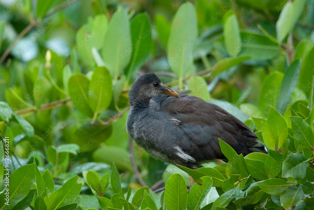 Fototapeta premium Immature Common Gallinule in a Mangrove