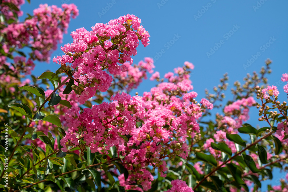 Lagerstroemia indica in blossom. Beautiful pink flowers on Сrape myrtle tree on blurred blue sky background. Selective focus.