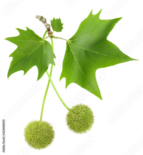 Canvastavla branch of sycamore plane tree isolated on white bacground