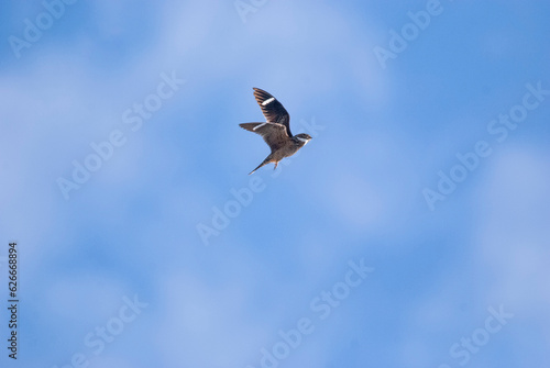 Antillean Nighthawk hunting Overhead