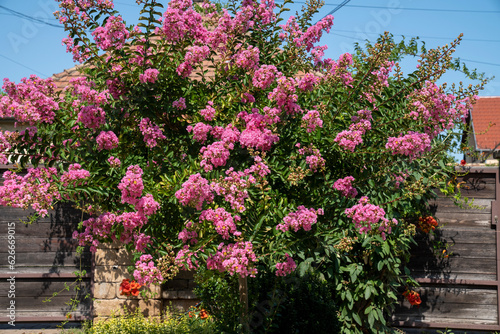 Fototapeta Naklejka Na Ścianę i Meble -  Lagerstroemia indica in blossom. Beautiful pink flowers on Сrape myrtle tree on blurred blue sky background. Selective focus.