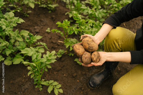 woman crouching and holding club potatoes near wet ground against a background of green plants. the concept of organic farming and crop production