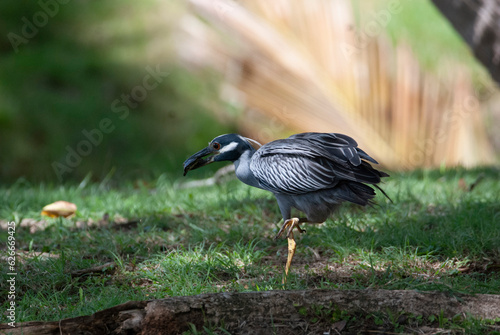 Yellow Crowned Night Heron eating a turtle photo
