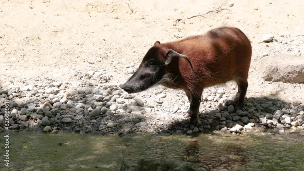 Red river hog, Potamochoerus porcus, also known as the bush pig. This pig has an acute sense of smell to locate food underground. Red river hog, Potamochoerus porcus, also known as the bush pig. This pig has an acute sense of smell to locate food underground.