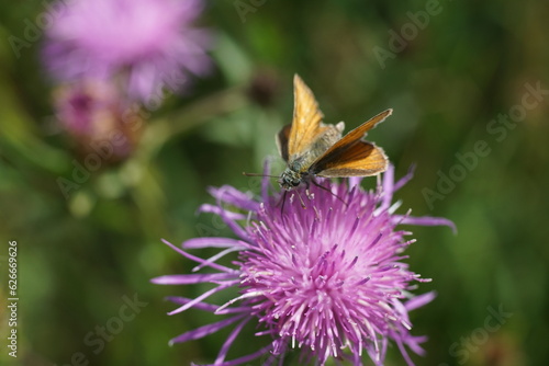 Blühende Skabiosen Flockenblume, Centaurea scabiosa mit einem Falter photo