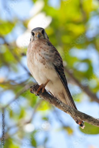 American Kestrel Watching from a perch