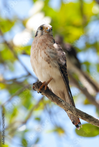 American Kestrel Watching from a perch