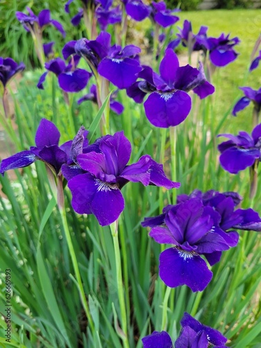 Purple iris © Amy
