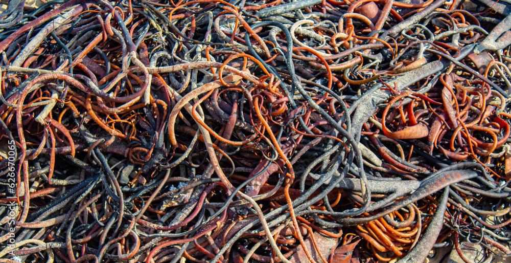 close up of a cochayuyo seaweed close up of a cochayuyo seaweed