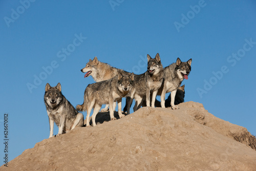 Obraz na płótnie Wolf Pack