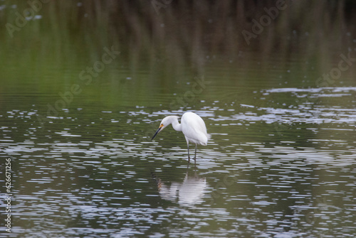 Snowy Egret wading in the water