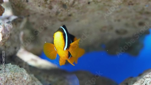 Large scale oceanarium of marine life with many species of underwater sealife. marine fish in the aquarium