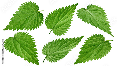 Tableau sur toile Nettle isolated on white background, full depth of field