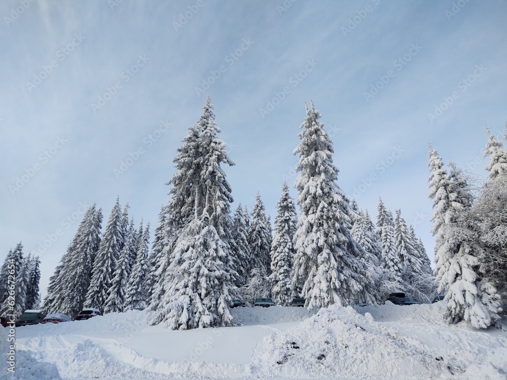 Trees in the forest during summer, autumn or winter. Trees in the forest during summer, autumn or winter.
