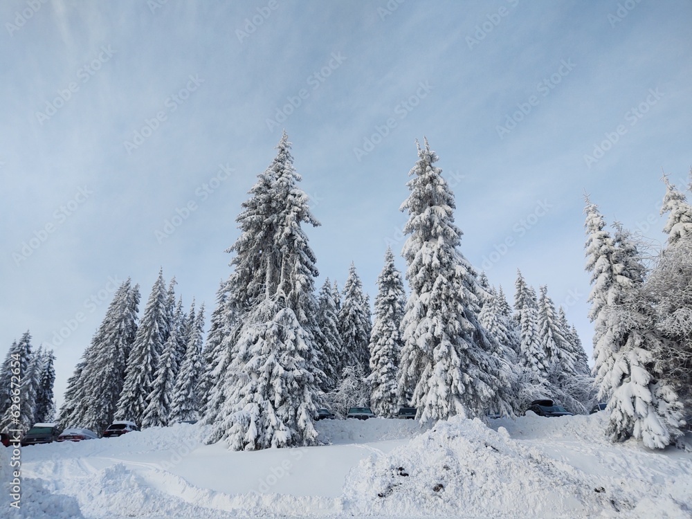 Trees in the forest during summer, autumn or winter.