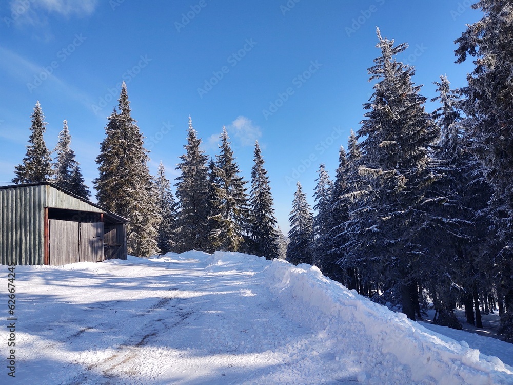 Trees in the forest during summer, autumn or winter.