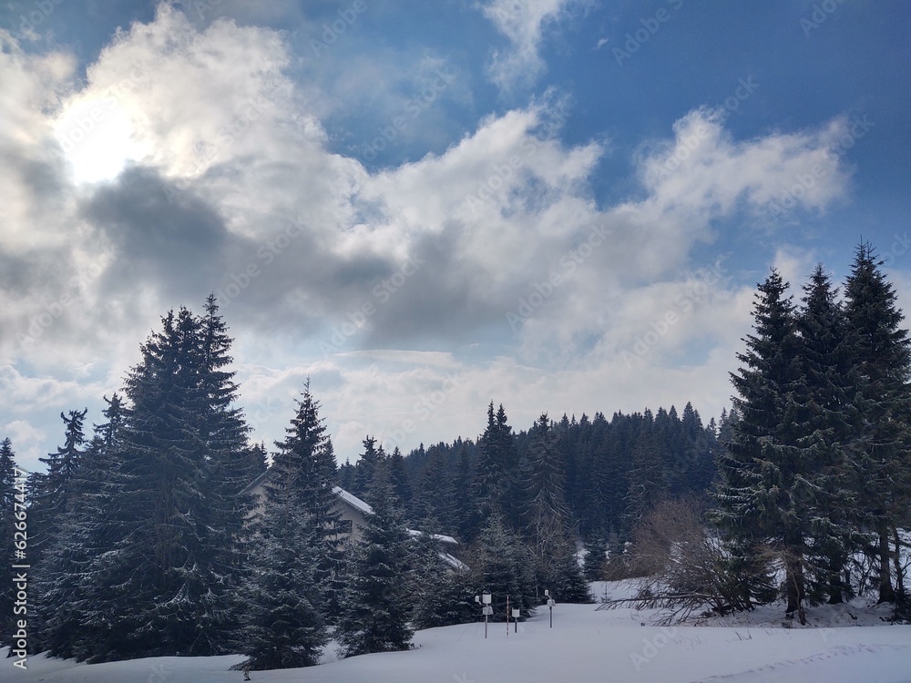 Trees in the forest during summer, autumn or winter.