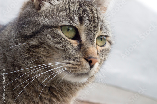 house cat, a popular pet animal