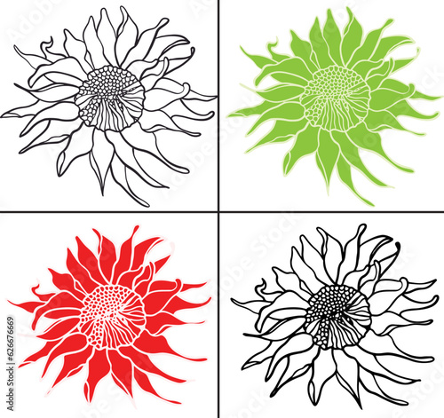 set of sunflowers (flowers) in color and black