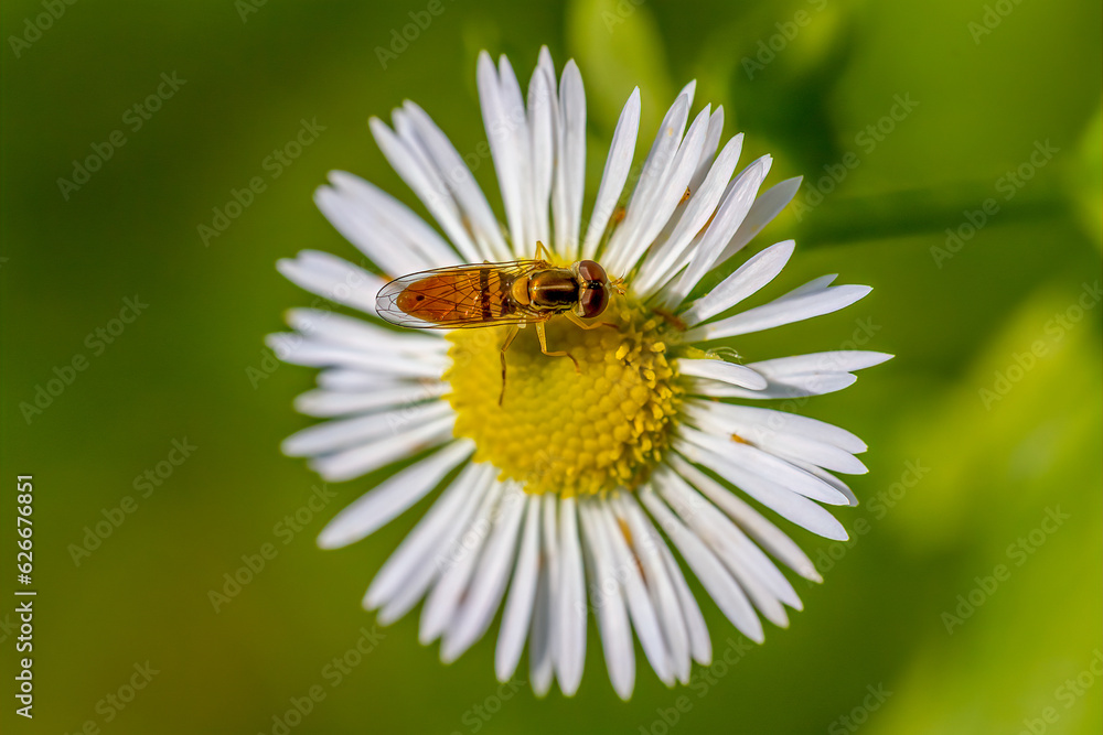 bee on daisy bee on daisy