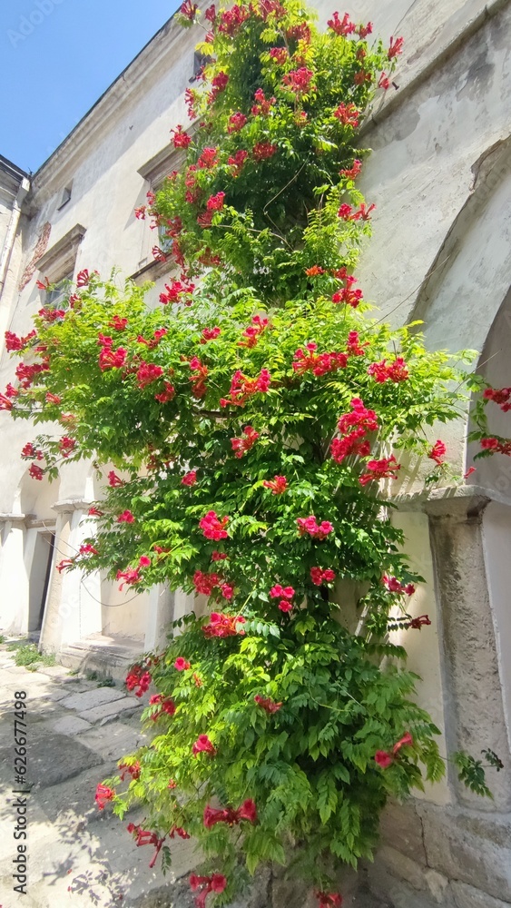a large bush with red flowers in the yard of an old house a large bush with red flowers in the yard of an old house