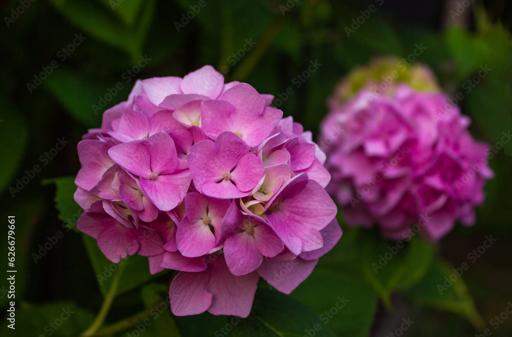 A bush of blooming colorful vibrant pink hydrangeas flowers on its branches and green leaves and its pink foreground with blur nature bokeh in background. A bush of blooming colorful vibrant pink hydrangeas flowers on its branches and green leaves and its pink foreground with blur nature bokeh in background.