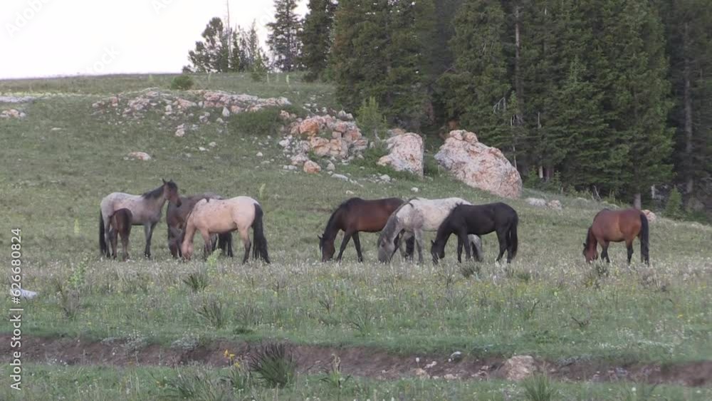 Wild Horses in Summer in the Pryor Mountains Montana Wild Horses in Summer in the Pryor Mountains Montana
