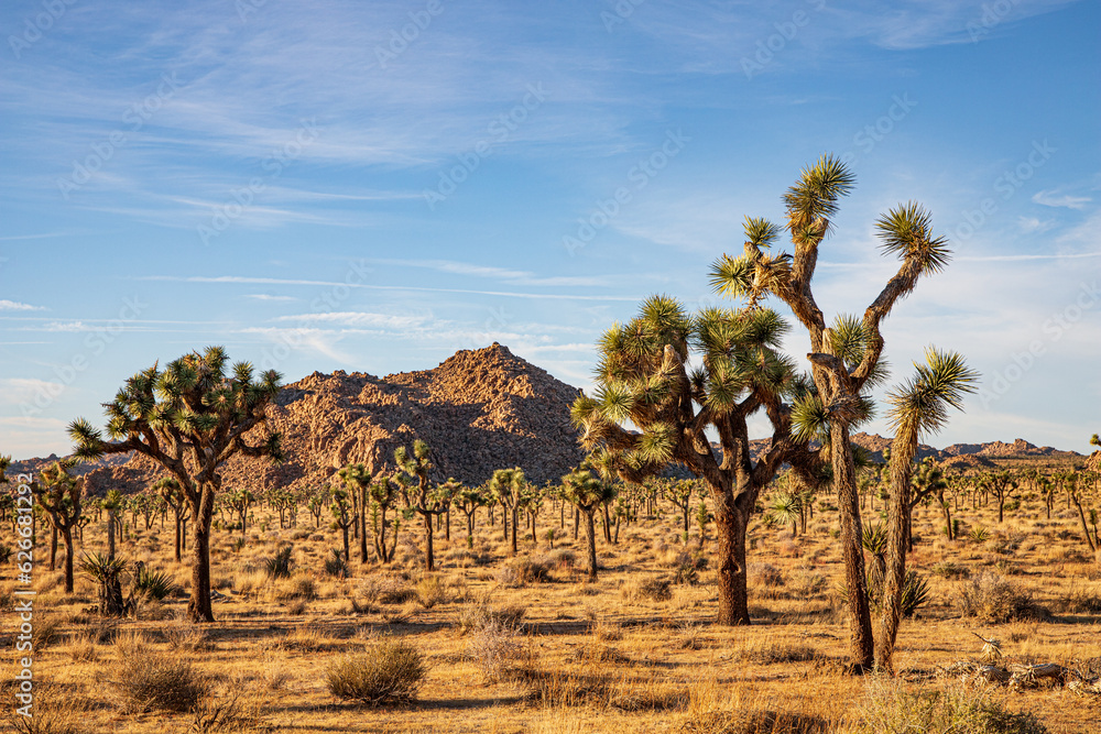 joshua tree national park state