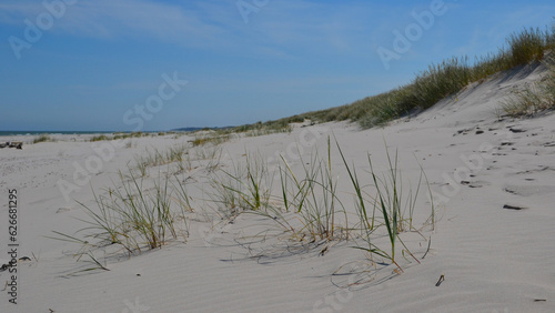 Sand dunes in the Slowinski National Park. Landscape with sand dunes, Baltic Sea and typical dune plants: Leymus arenarius also known assand ryegrass, sea lyme grass, or lyme grass. Leba, Poland