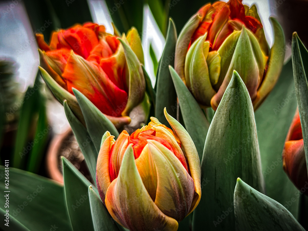 tulips in the garden tulips in the garden