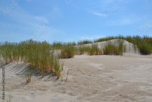 Moving dunes in the Slowinski National Park. Landscape with beautiful sand dunes and typical dune plants: Leymus arenarius also known assand ryegrass, sea lyme grass, or lyme grass. Leba, Poland