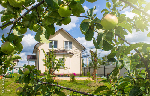 Cottage and apple tree with green branches and ripening apples.  Concept - gardening and plant care