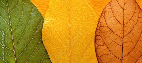 Fototapeta Naklejka Na Ścianę i Meble -  close up of autumn leaves. Multicolored fall leaves. Colorful autumn leaves. Macro leaf texture, digital ai
