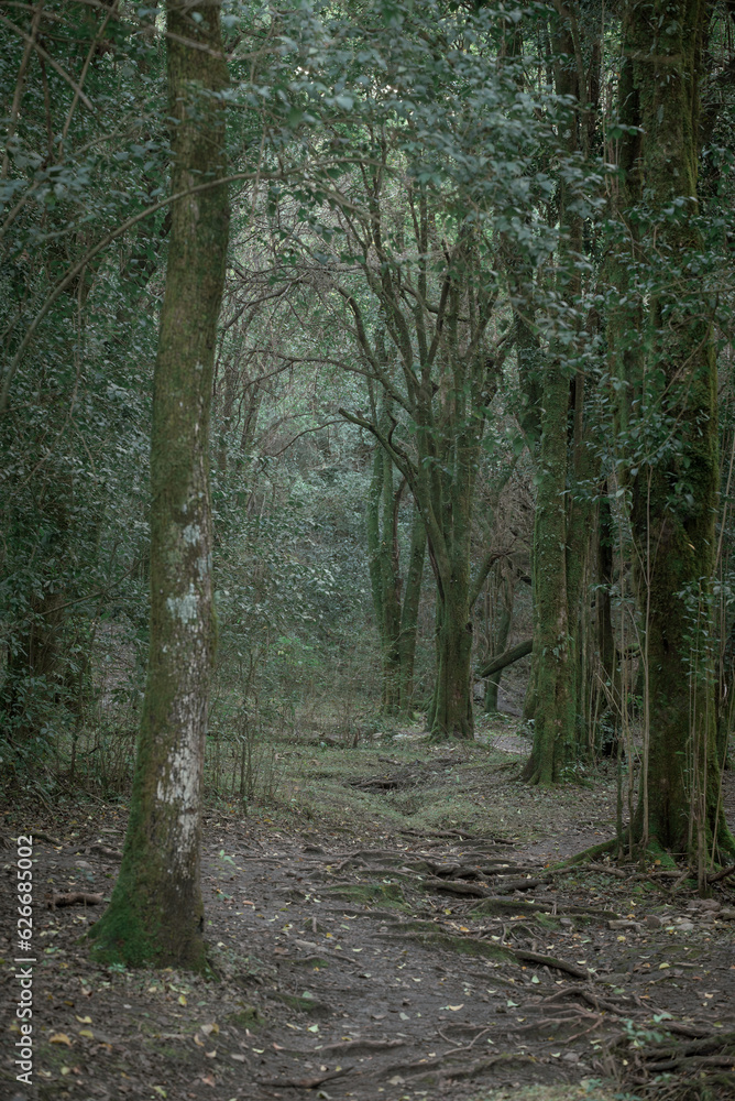 path in the woods path in the woods
