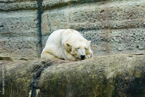 Foto white polar bear sleeping on the rock in a zoo in munich