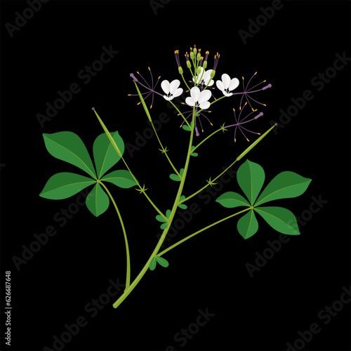 Vector illustration, cleome gynandra, common name Shona cabbage, spider flower, spiderwisp, cat whiskers, chinsaga, mamang and stinky grass, isolated on dark background. photo