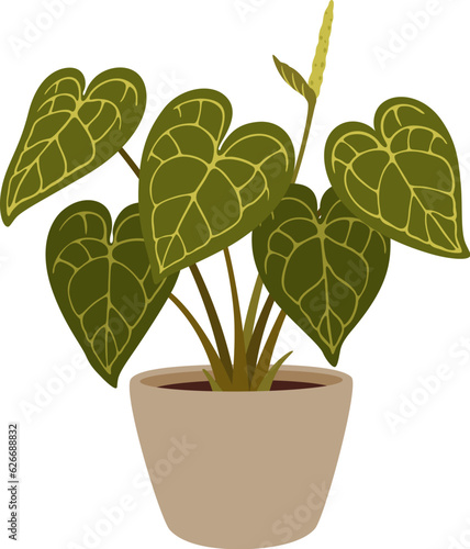 Alocasia plant, isolated cartoon vector Elephant ear or giant taro lush tropical plant with large, glossy, heart-shaped leaves in decorative pot showcasing its bold and striking foliage and flower bud