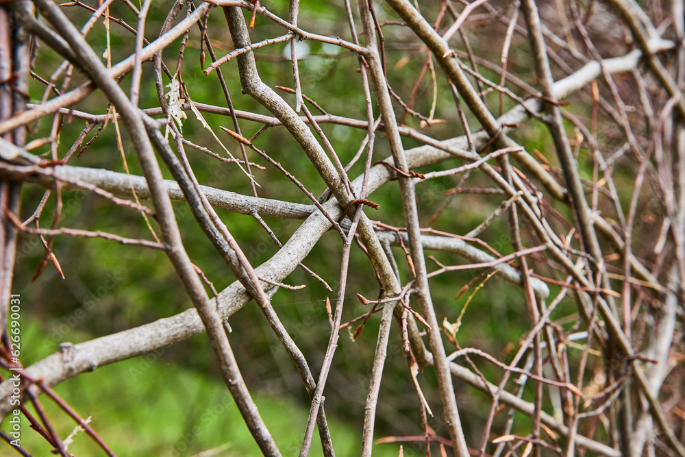 Close up of dead vines with rusty metal ties clipping sticks together in abstract background asset art Close up of dead vines with rusty metal ties clipping sticks together in abstract background asset art